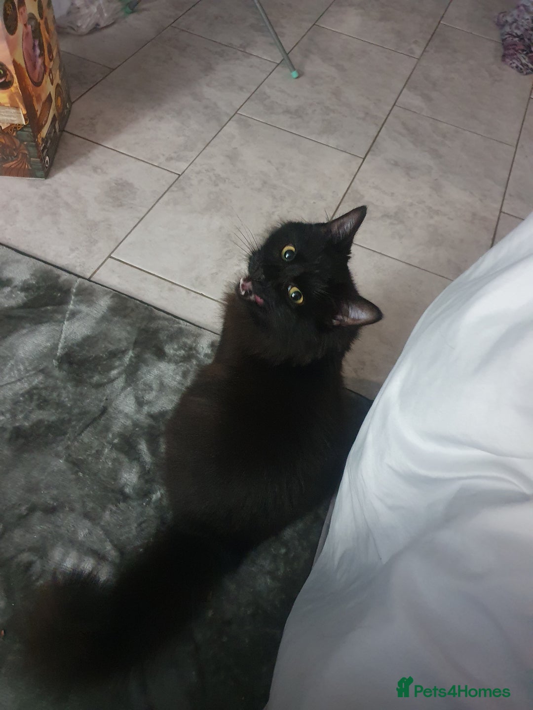Mixed Breed cats for sale: Beautiful black cat 1 year old read description 🙏 - Advert 13