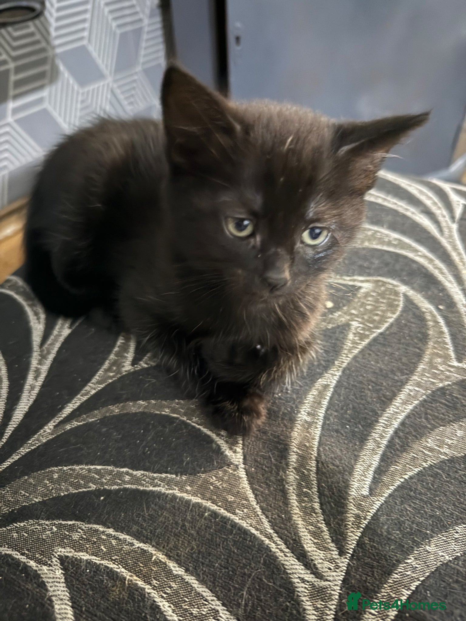 Mixed Breed cats Kitten  - Advert 13