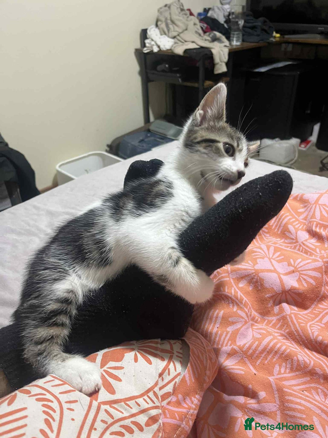 Domestic Shorthair cats for sale: Domestic shorthair tabbys  - Advert 7