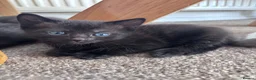 Mixed Breed cats for sale: 6 beautiful kittens looking for forever home in Peacehaven - Advert 5