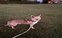 Chihuahua dogs for sale: boy 8 mont - Image 10