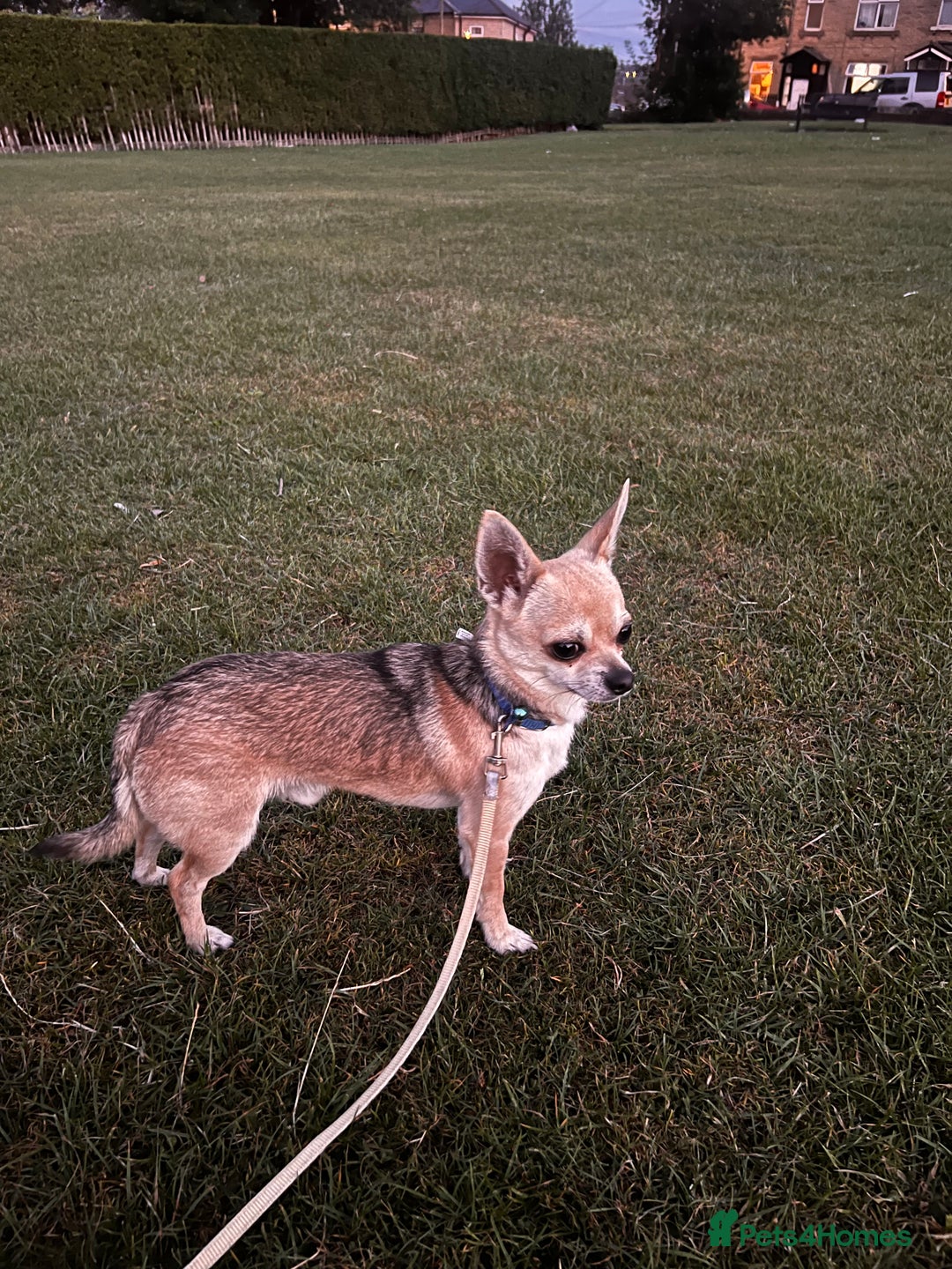 Chihuahua dogs for sale: boy 8 mont - Image 10