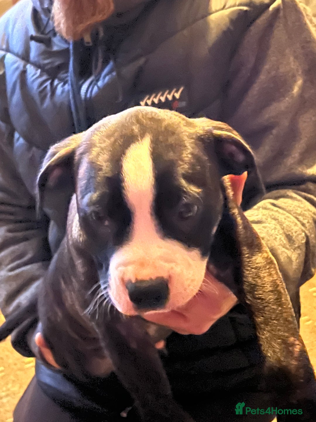 Mixed Breed dogs for sale: Staff x American bully male puppy  - Advert 3