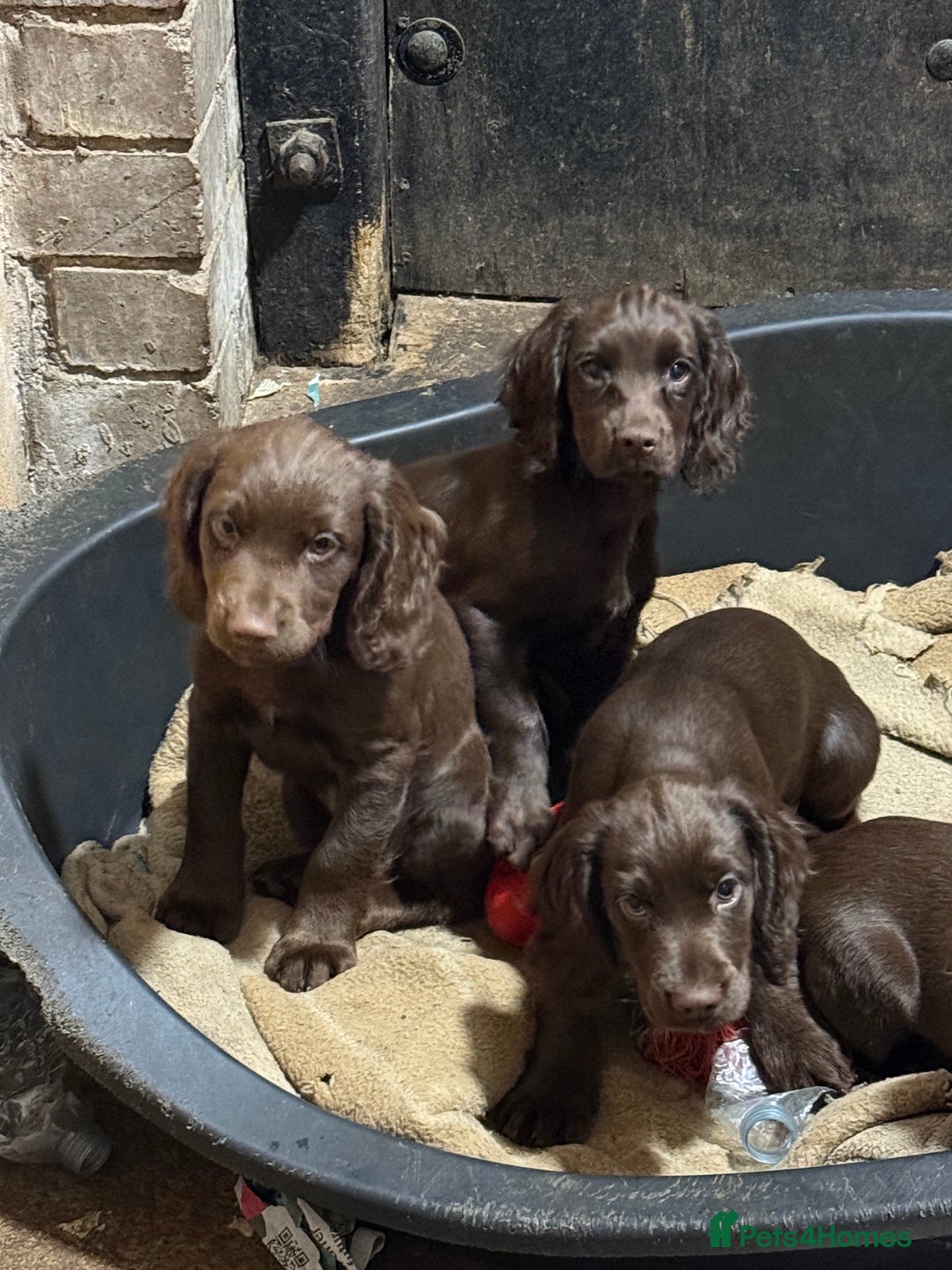 Cocker Spaniel dogs for sale: K.C. Well bred chocolate working cocker spaniels - Advert 30