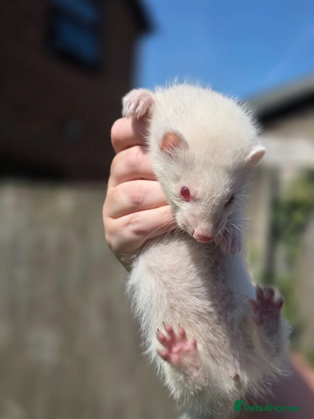 Ferret rodents for sale: Baby ferrets for sale ready to go now - Advert 6