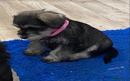 Miniature Schnauzer dogs for sale: Miniature Schnauzer Puppies-  - Image 11