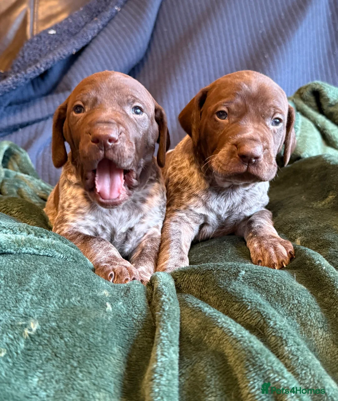 German Shorthaired Pointer dogs for sale: KC German Shorthaired Pointer Puppies - Advert 7