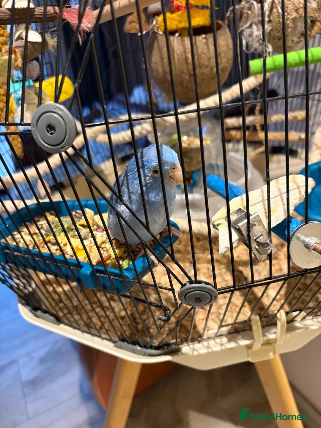 Parrots birds for sale: Female Blue Parrotlet - Advert 5