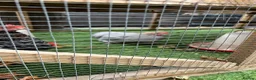 Chickens poultry for sale: Peking Bantam Cockerels in Chesterfield - Advert 2