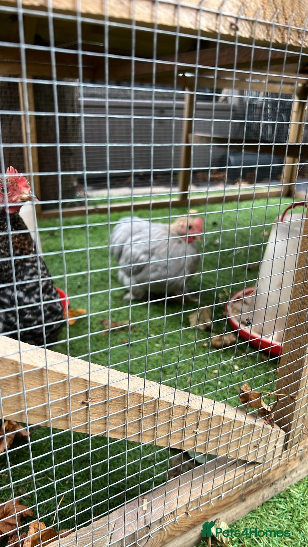 Chickens poultry for sale: Peking Bantam Cockerels in Chesterfield - Advert 2