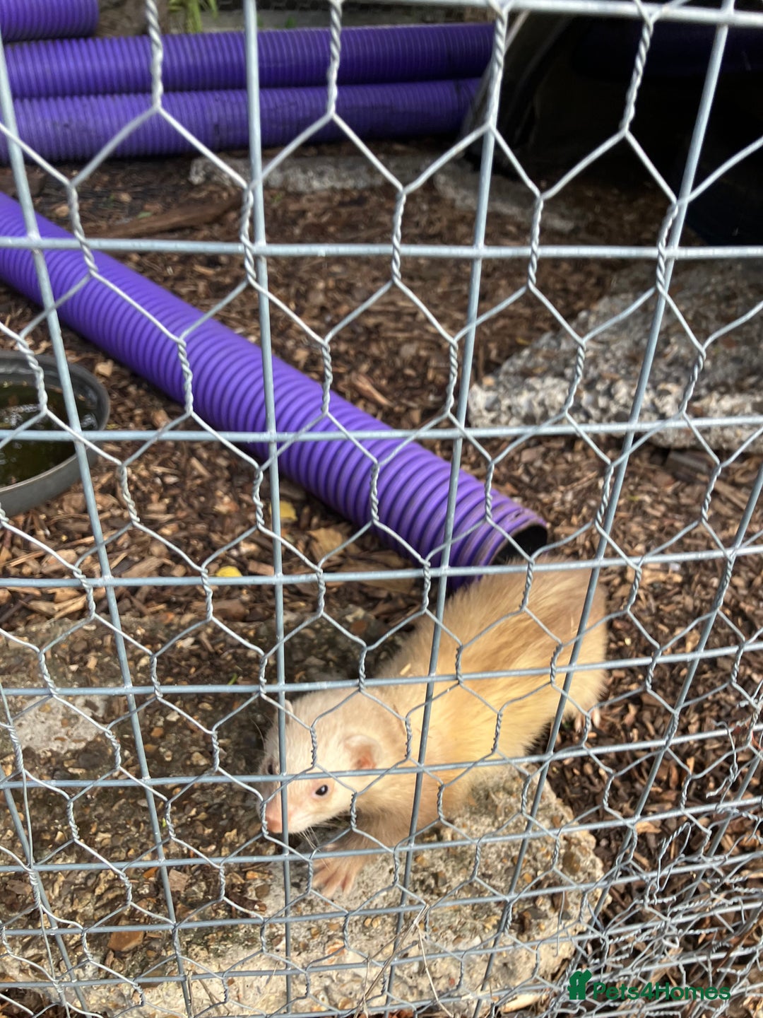 Ferret rodents for sale: Polecat and Sandy Ferrets hobs  - Image 7