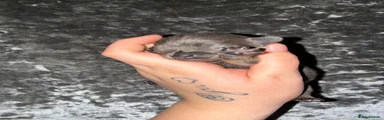 Chihuahua 1