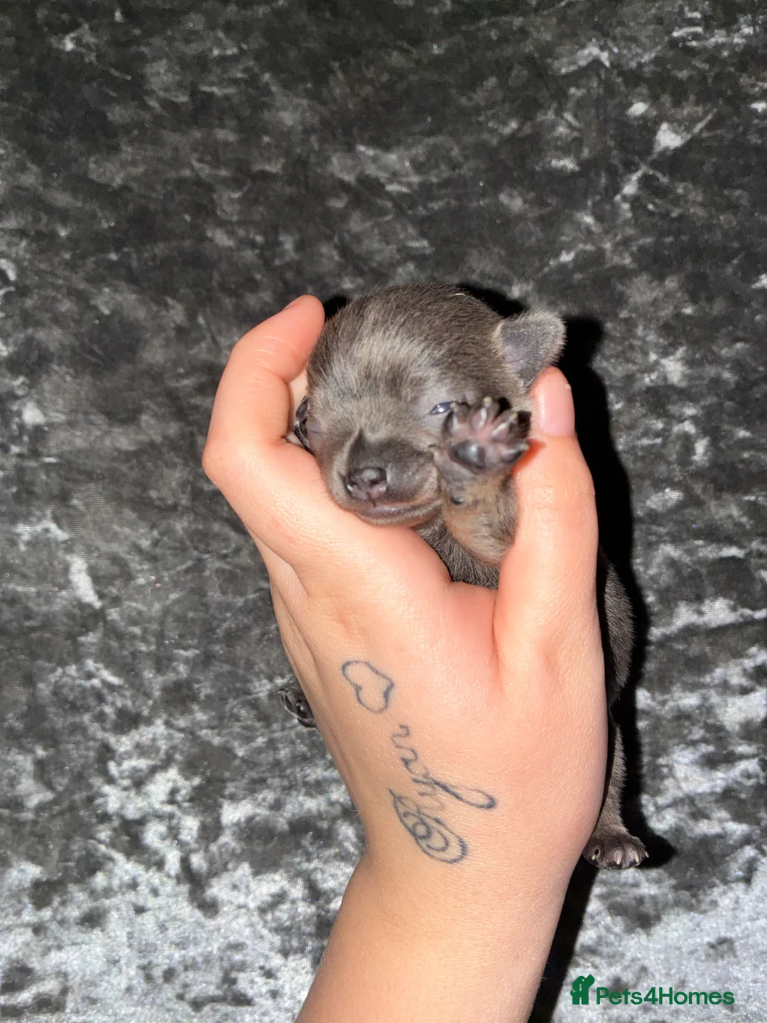 Chihuahua dogs for sale: Chihuahua in Hartlepool - Advert 2