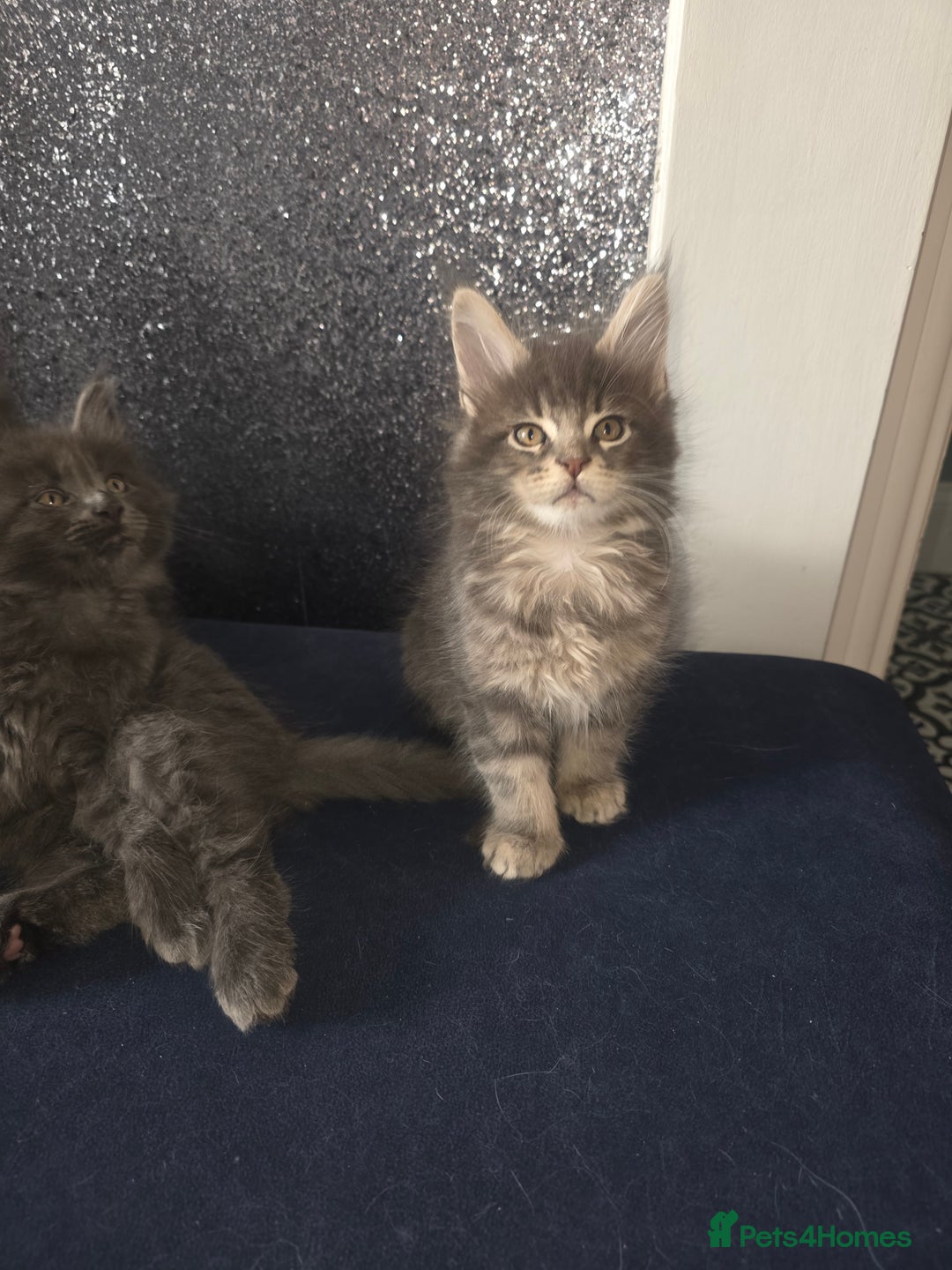 Maine Coon cats for sale: Maine Coon kittens  - Advert 6