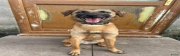 Mixed Breed dogs for adoption: Meet Ryder, currently residing in Cheshire  in Nantwich - Advert 4