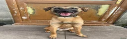 Mixed Breed dogs for adoption: Meet Ryder, currently residing in Cheshire  in Nantwich - Advert 4