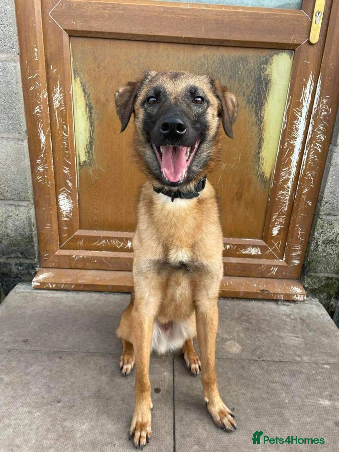 Mixed Breed dogs for adoption: Meet Ryder, currently residing in Cheshire  in Nantwich - Advert 4