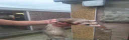 Ferret rodents for sale: silver x polecat kits  in Ulverston - Advert 6