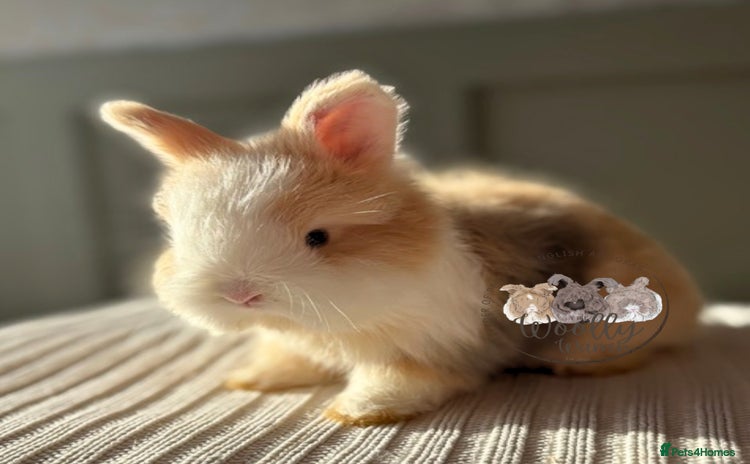 Angora rabbits Fully Vaccinated Pedigree Angoras Ready to Reserve - Advert 4