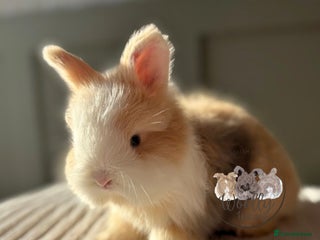 Angora rabbits Fully Vaccinated Pedigree Angoras Ready to Reserve - Advert 3