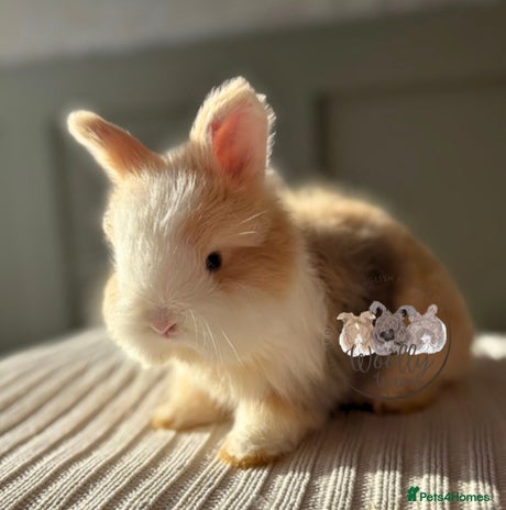 Angora rabbits Fully Vaccinated Pedigree Angoras Ready to Reserve - Advert 4