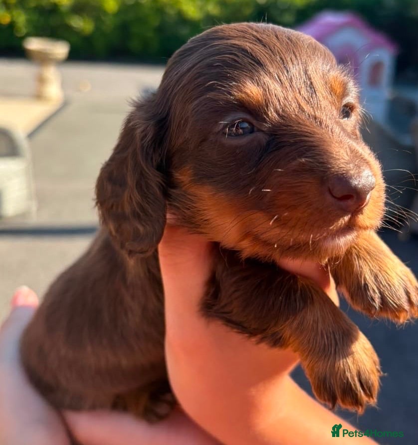 Dachshund dogs Outstanding miniature brown and tan puppies - Advert 1