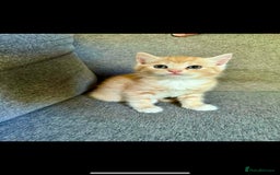 British Shorthair cats for sale: 7 Gorgeous ginger BSHxASH kittens to be rehomed - Image 5