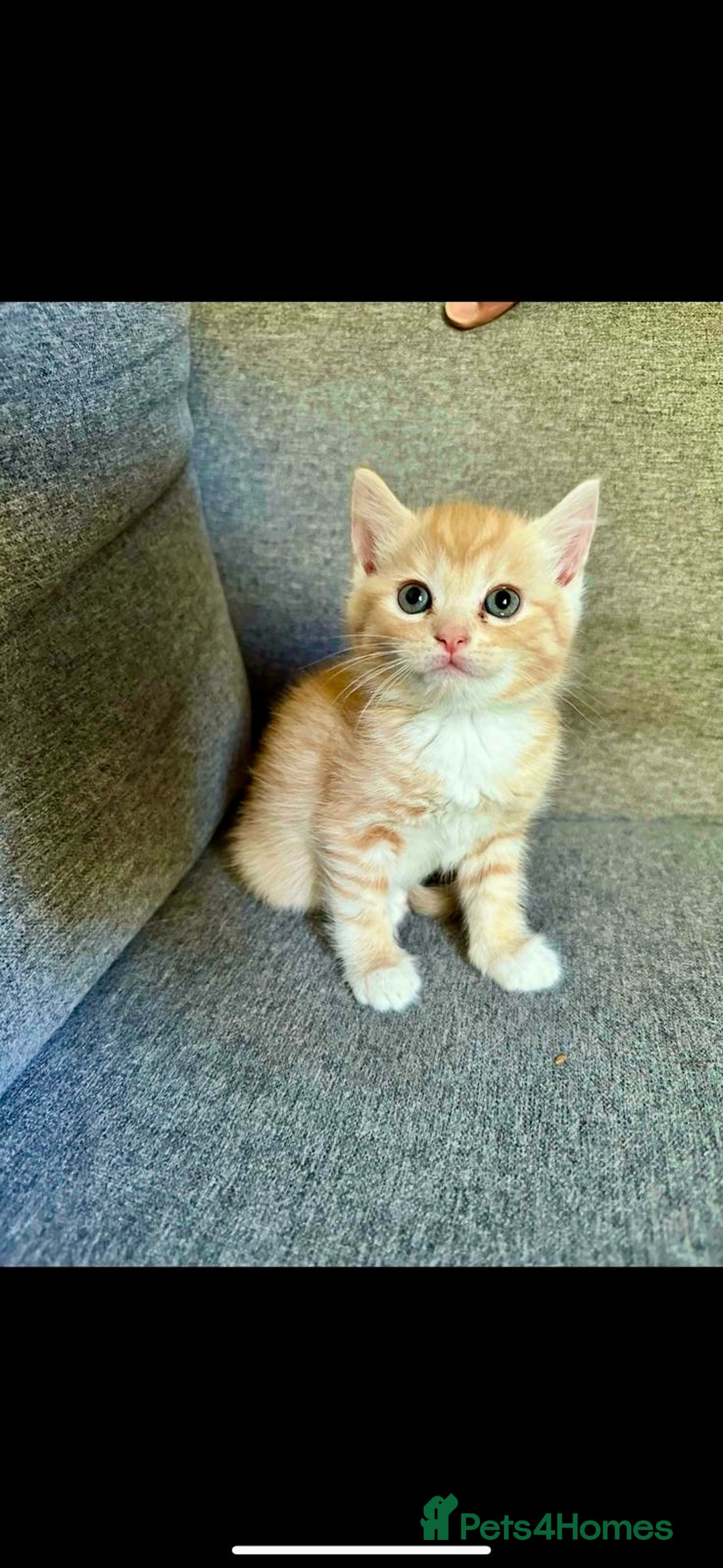 British Shorthair cats for sale: 7 Gorgeous ginger BSHxASH kittens to be rehomed - Image 5