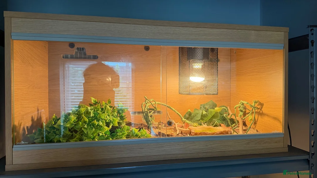 Mixed Breed reptiles for sale: Tortoises,crested geckos and corn snake  in Chatham - Advert 14