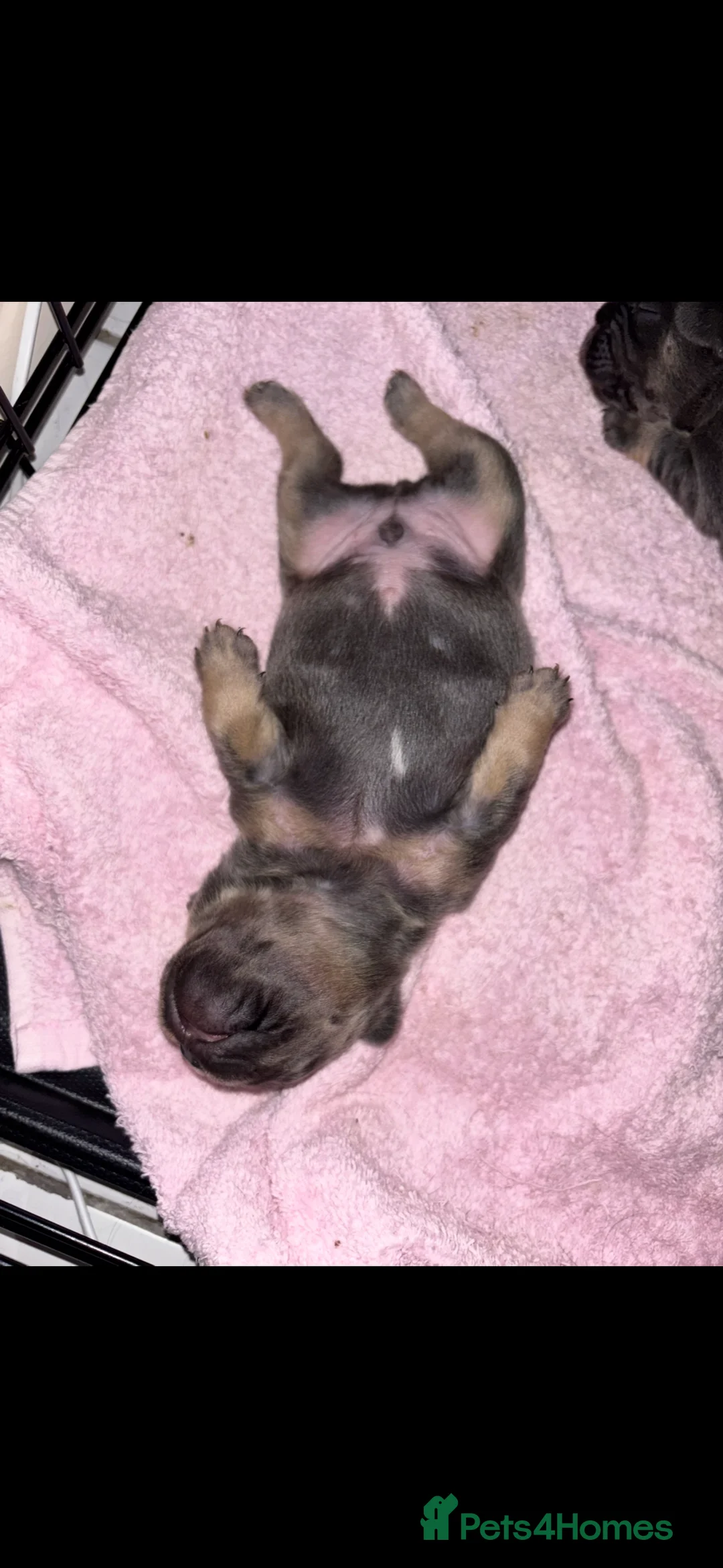 French Bulldog dogs for sale: Beautiful frenchie pups - Advert 6