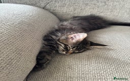 Maine Coon cats for sale: Xl Beautiful Mainecoon kittens for sale - Image 17