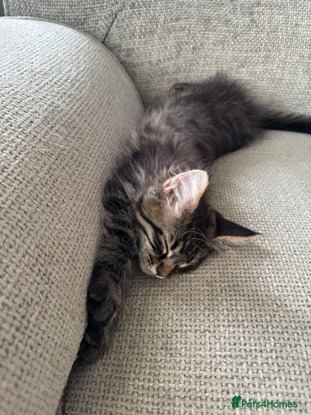 Maine Coon cats for sale: Xl Beautiful Mainecoon kittens for sale - Image 17