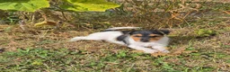 Fox Terrier dogs for sale: Fox terrier puppies  in Wimborne - Advert 3