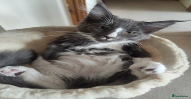 Maine Coon cats - Advert 7