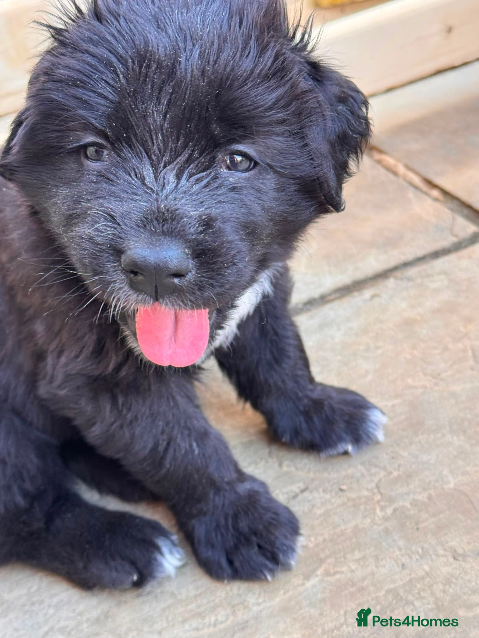 Mixed Breed dogs Giant Chunky Tibetan Saint Puppies 2nd Generation  - Advert 2