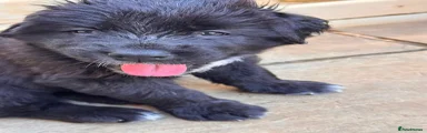 Panther