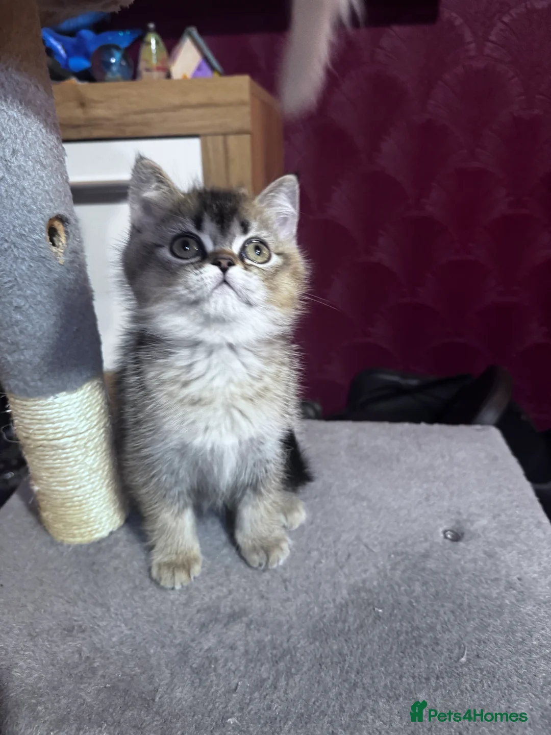 British Shorthair cats for sale:  British Short Hair kittens  - Advert 6