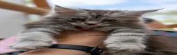 Maine Coon cats for sale: READY NOW GCCF Registered Maine Coon Kittens - Advert 10