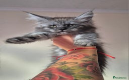 Maine Coon cats for sale: Registered maine coon kittens  - Image 11