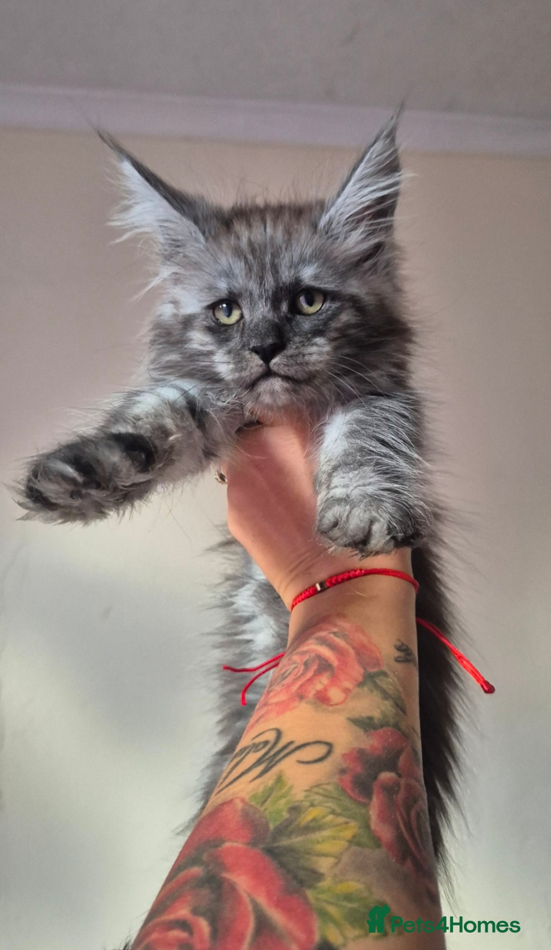Maine Coon cats for sale: Registered maine coon kittens  - Image 11