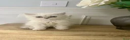 Persian cats for sale: Doll Faced Persian kittens  - Advert 4