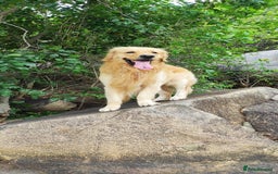 Golden Retriever dogs for stud: Stud available  - Image 2