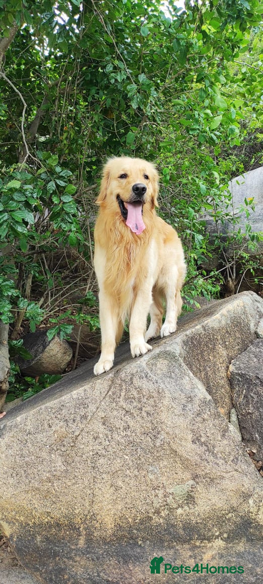 Golden Retriever dogs for stud: Stud available  - Image 2