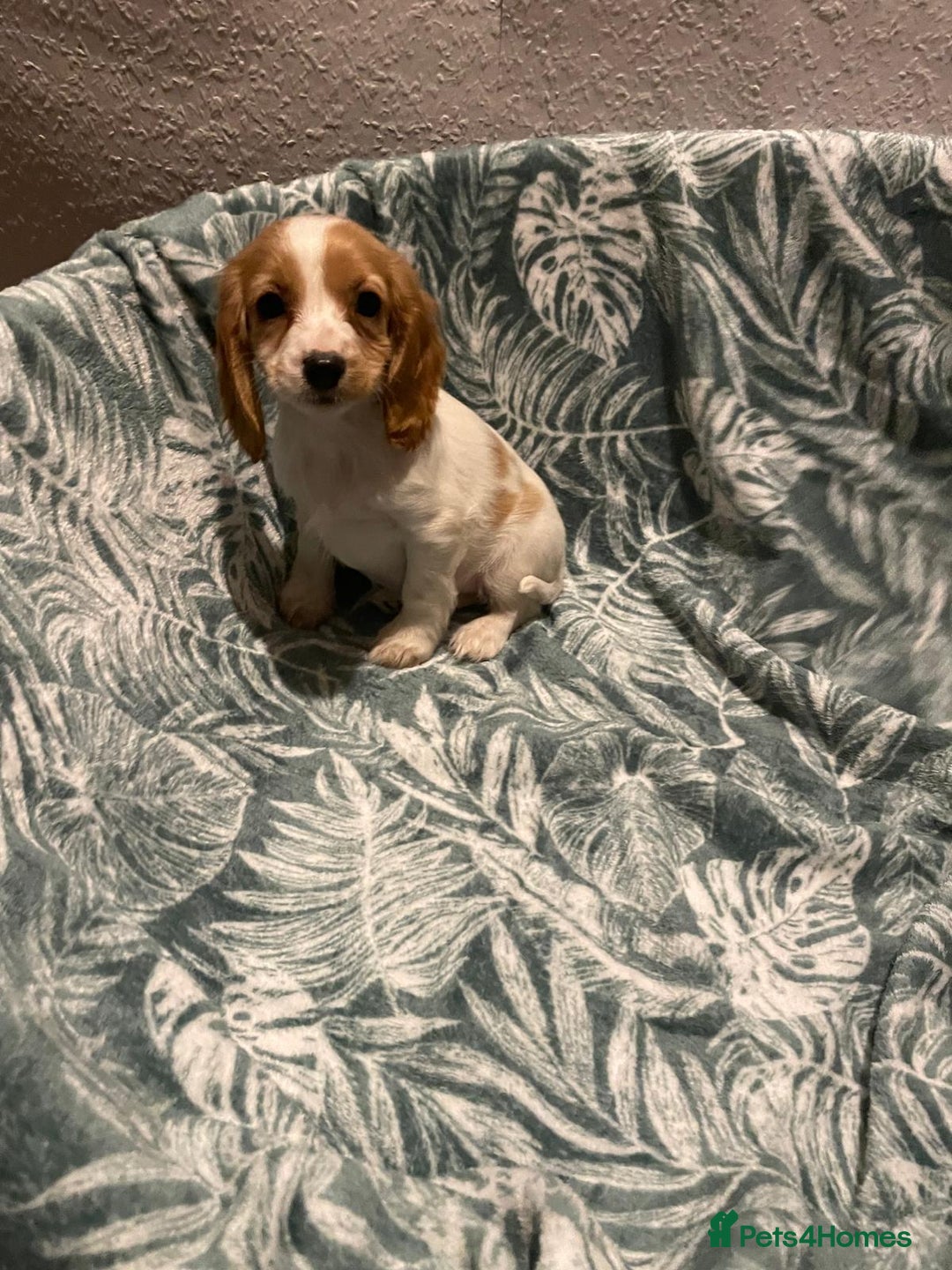 Cockapoo dogs for sale: Cockapoo - Advert 13