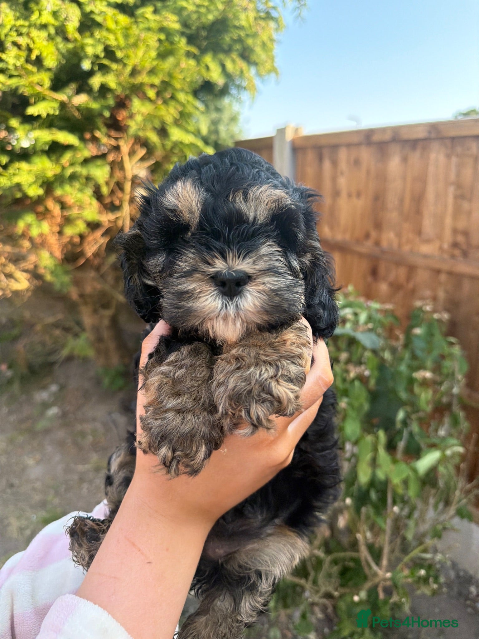 Cockapoo dogs Gorgeous phantom cockapoos!  - Advert 1