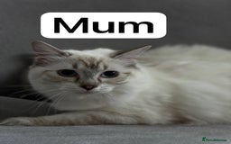 British Shorthair cats for sale: 2 lovely British short hair kitten girls - Image 6