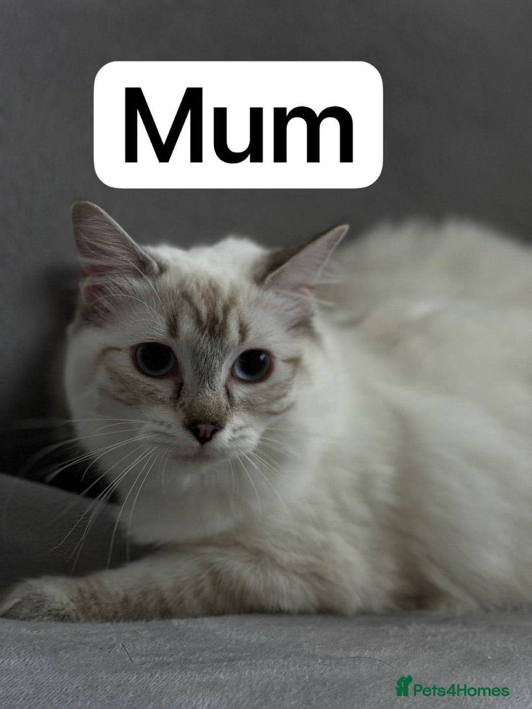 British Shorthair cats for sale: 2 lovely British short hair kitten girls - Image 6