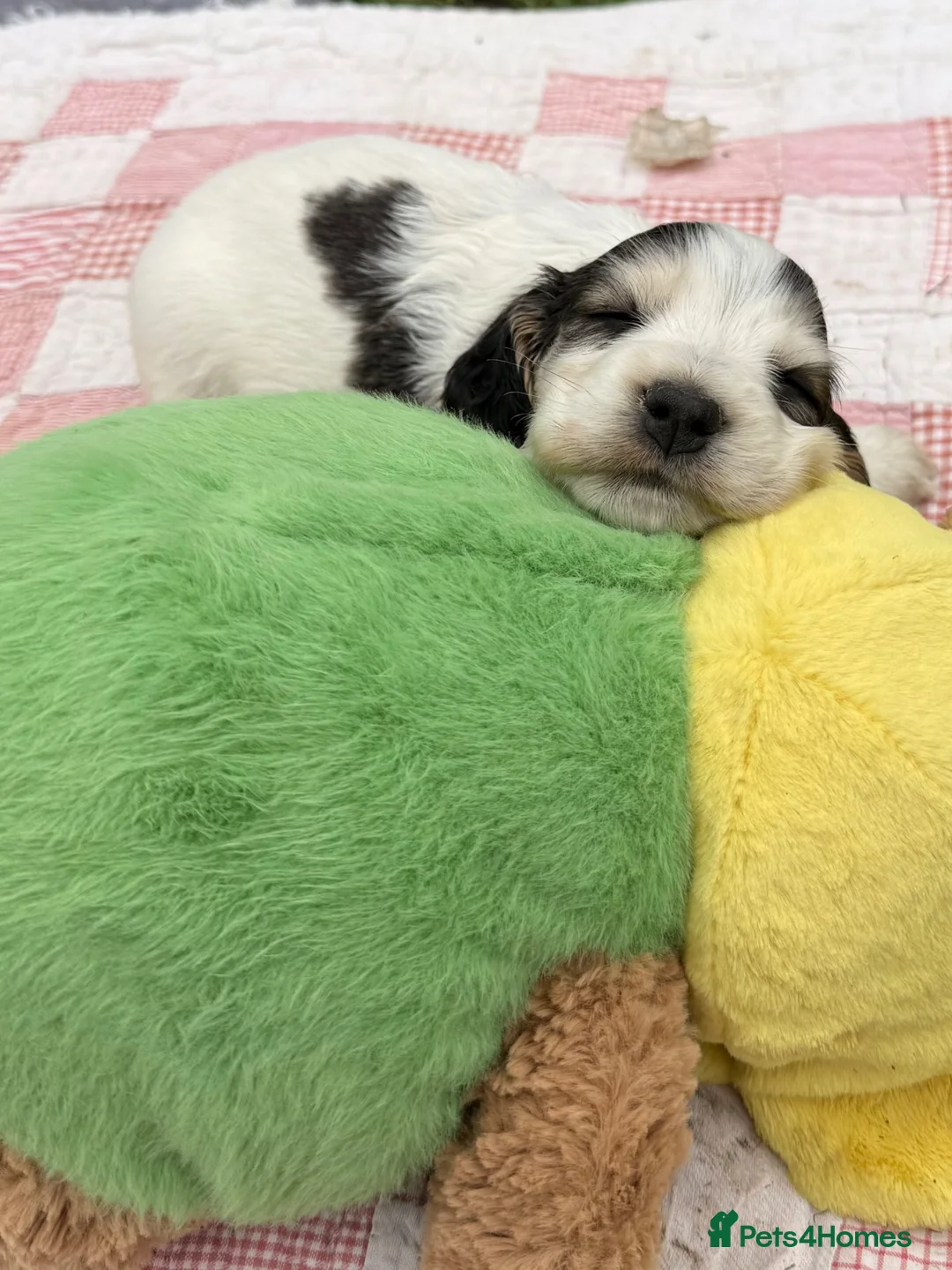 Cocker Spaniel dogs for sale: Stunning KC Registered Show Cocker Spaniels  - Advert 28