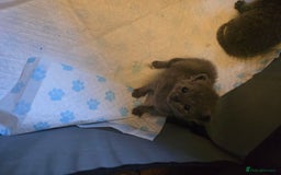 British Shorthair cats for sale: 6 x British Short-haired Blue kittens for sale - Image 22
