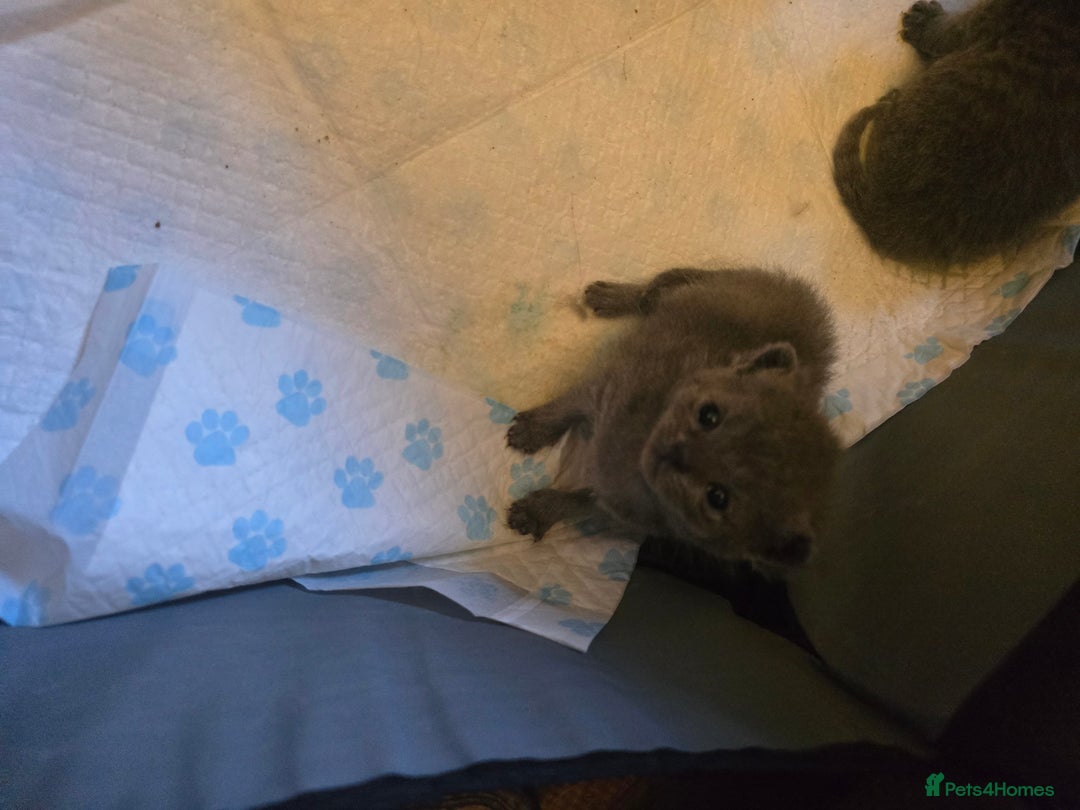 British Shorthair cats for sale: 6 x British Short-haired Blue kittens for sale - Image 22